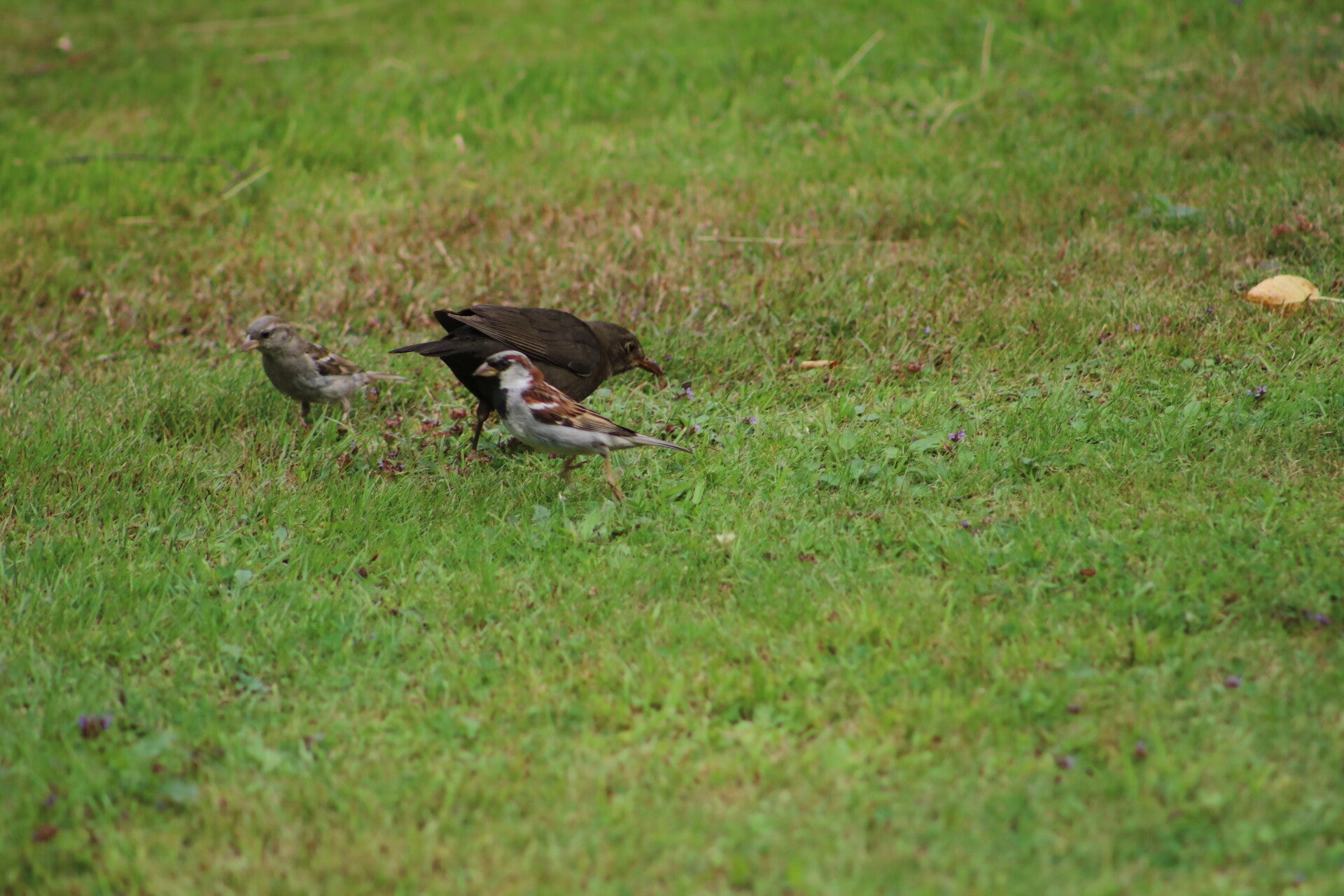 img_7891-standard.jpg