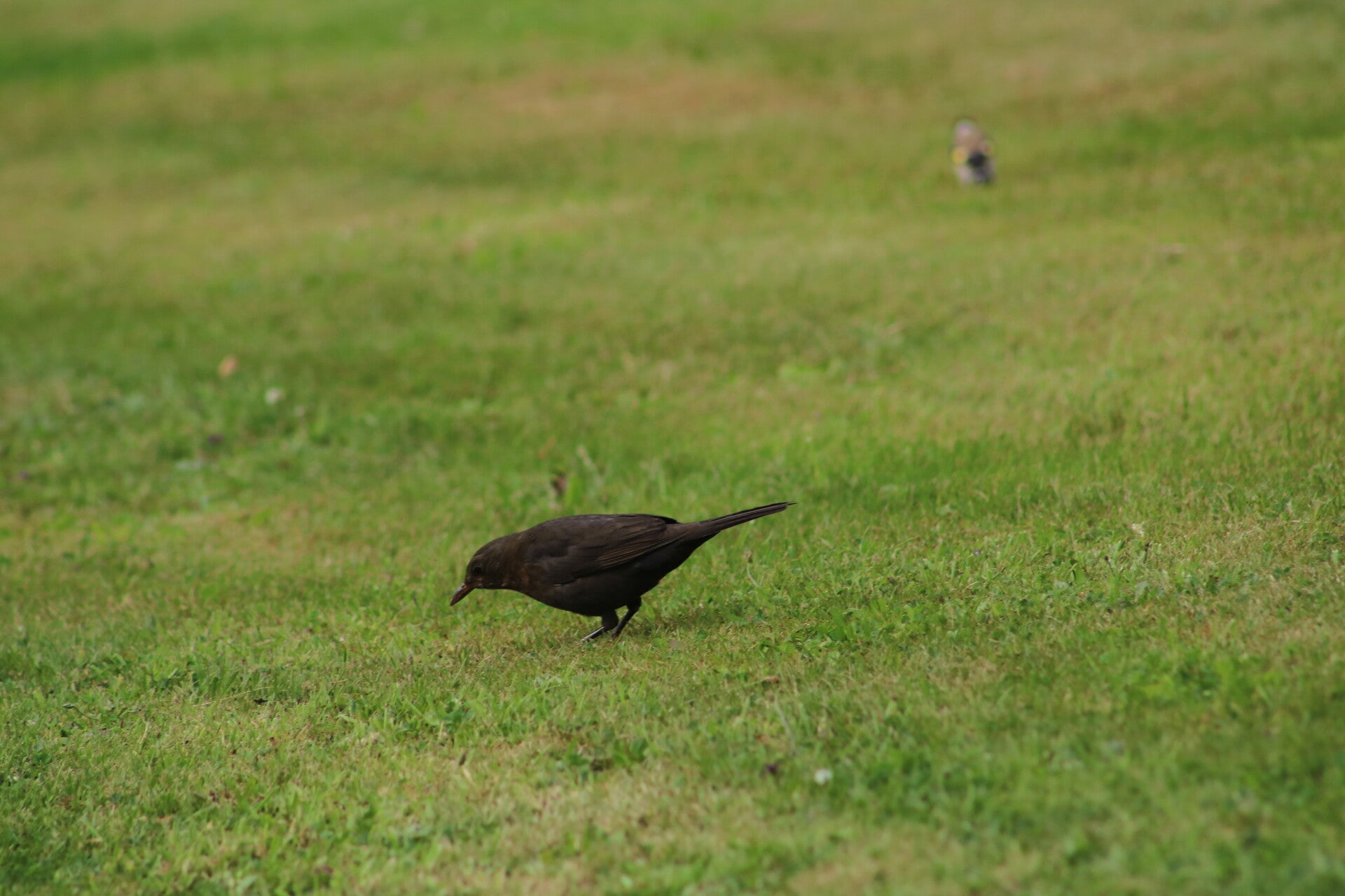 img_7896-standard.jpg