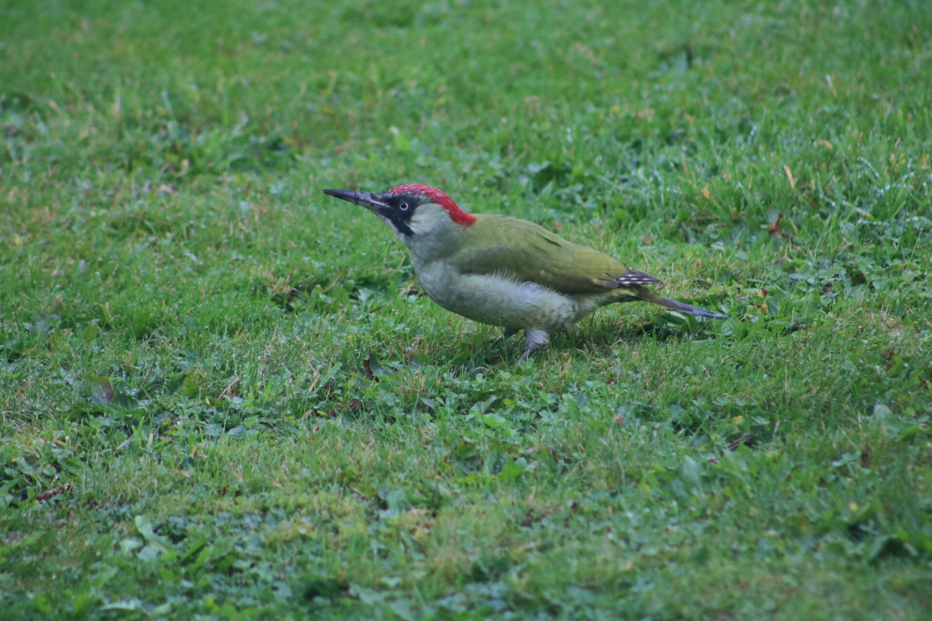 img_9495-standard.jpg