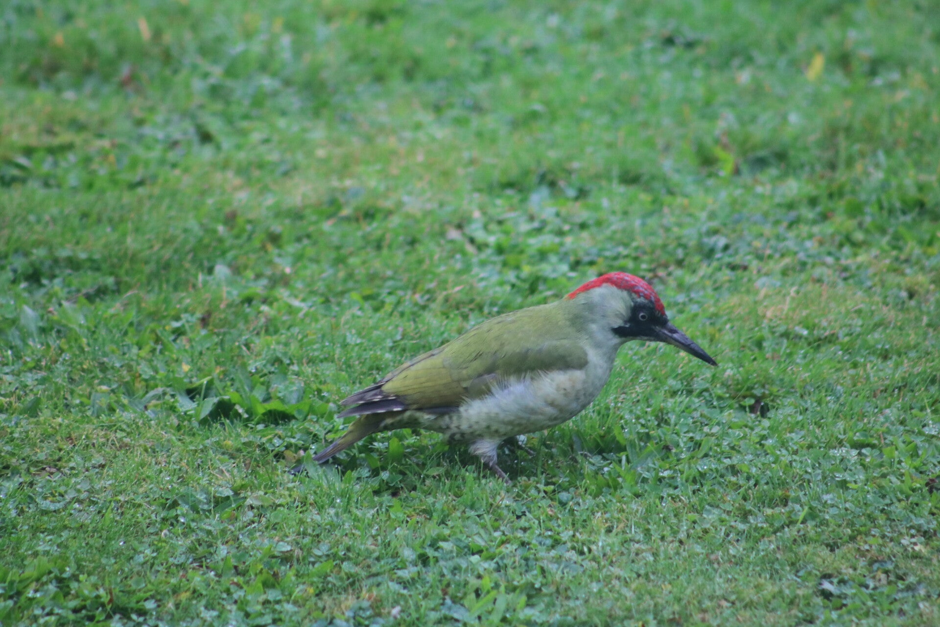 img_9500-standard.jpg