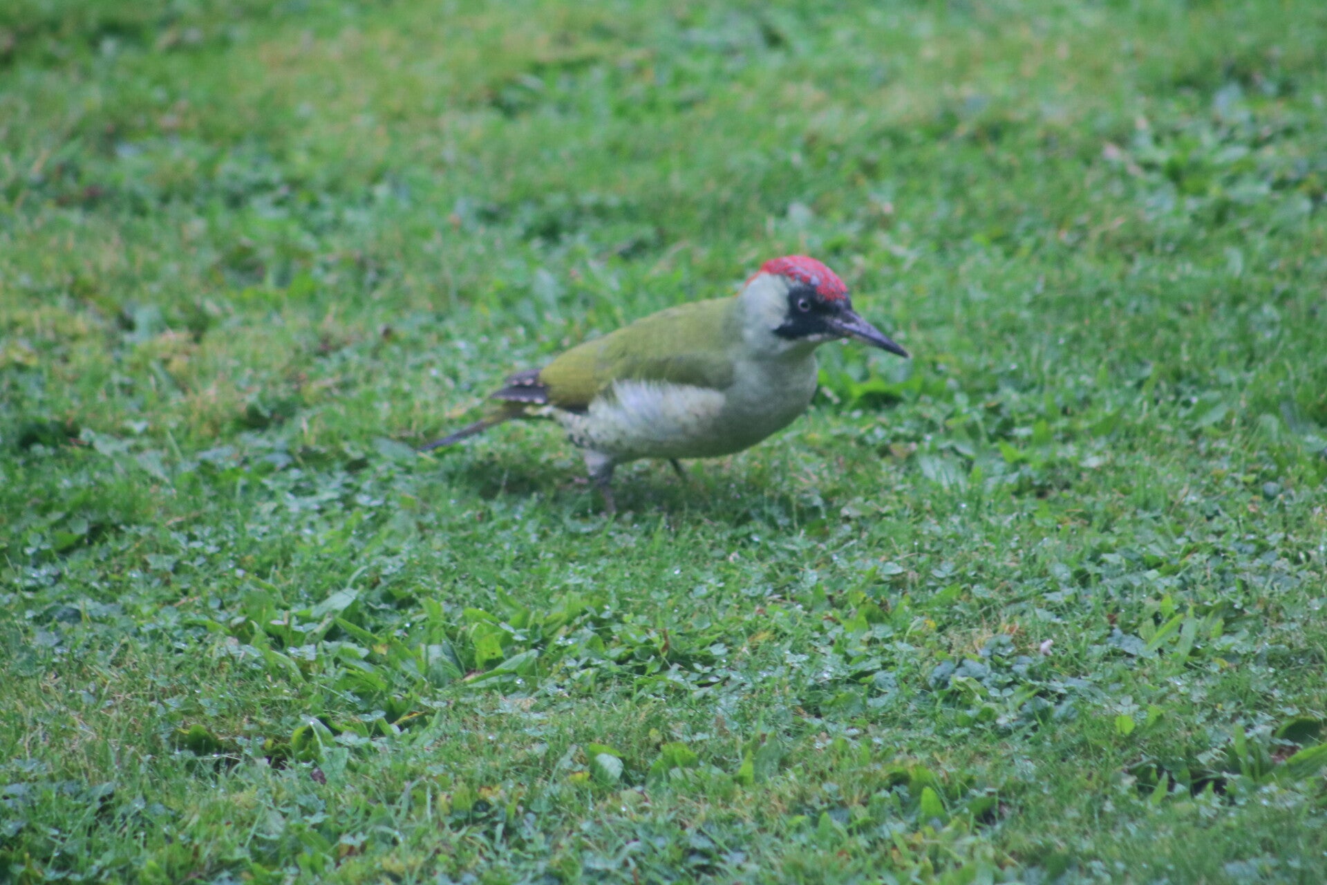 img_9531-standard.jpg
