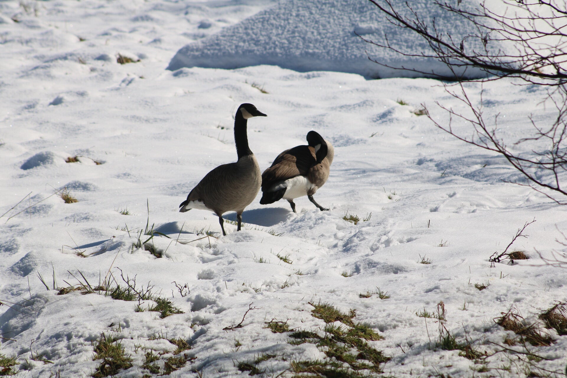 img_9861jpg.jpg