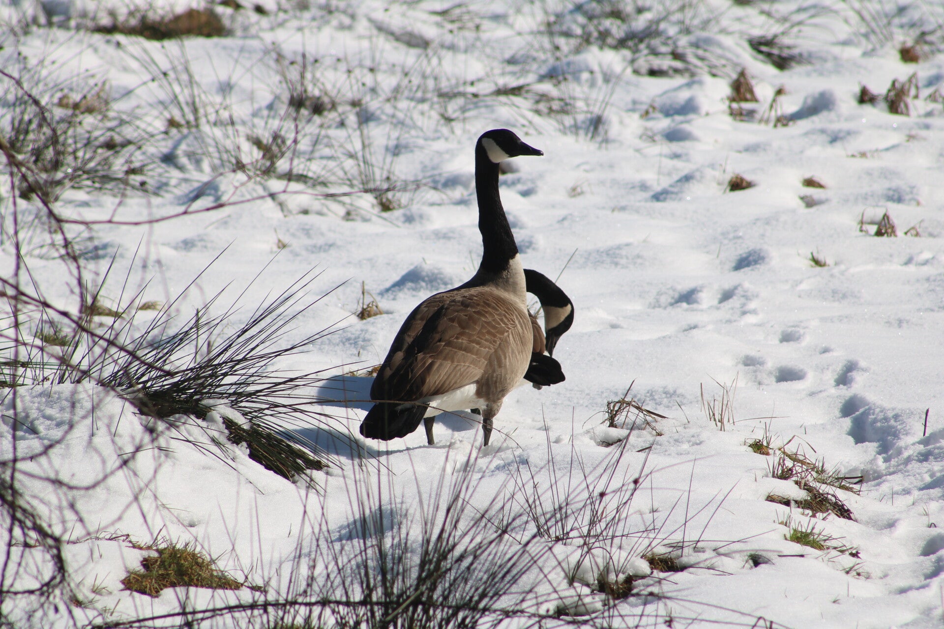 img_9905jpg.jpg