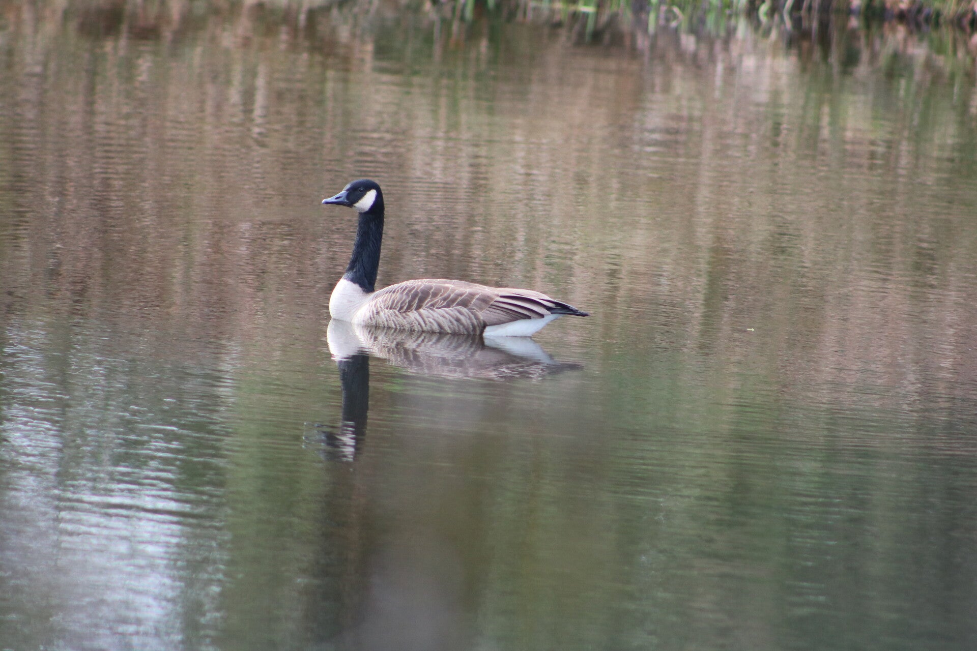 img_9770jpg.jpg