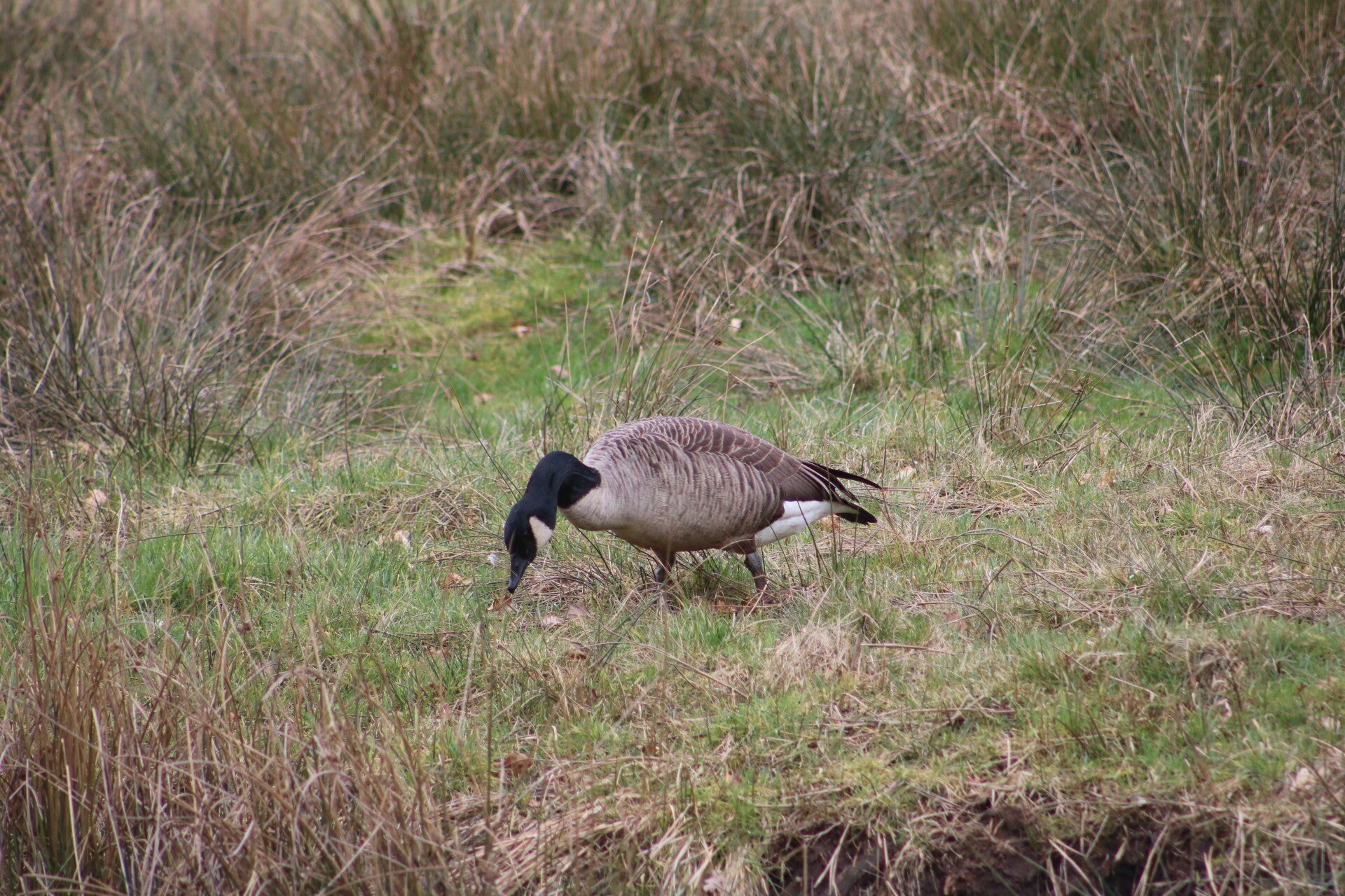 img_9666jpg.jpg