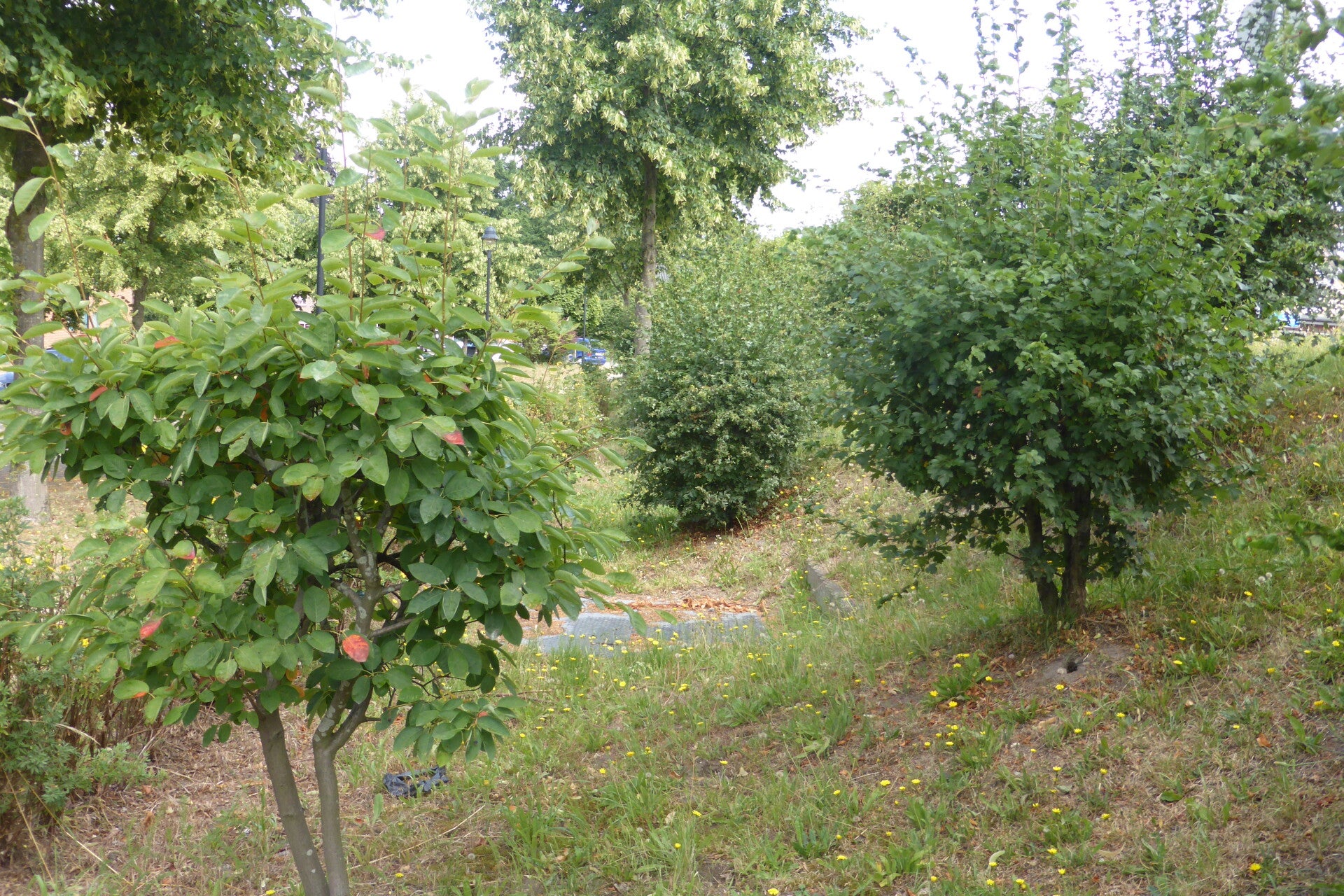p1330168.jpg