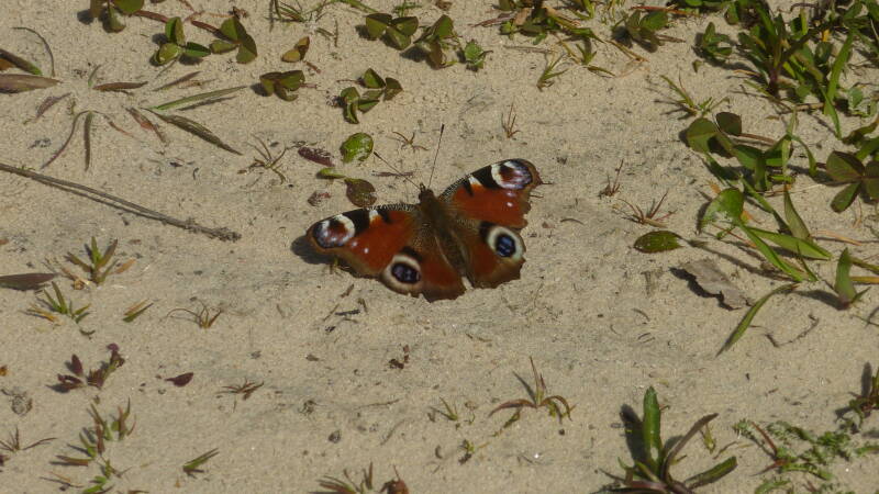 p1100045.jpg
