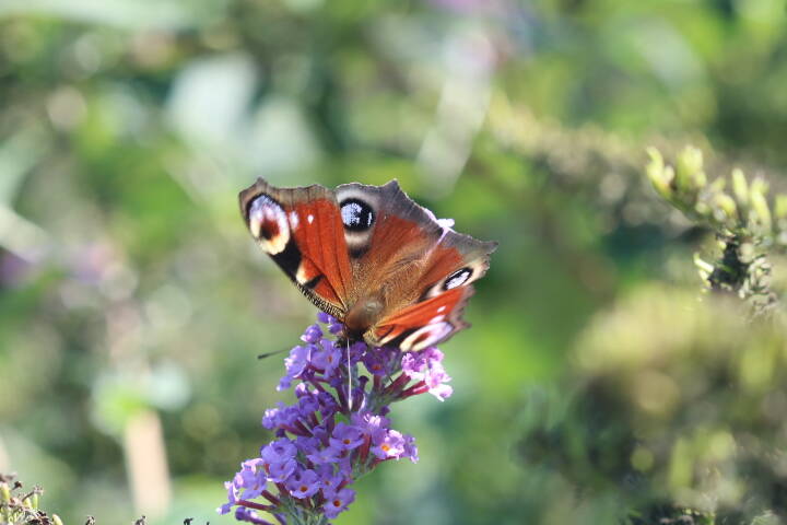 picture-160011.jpg