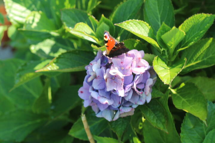 picture-160015.jpg