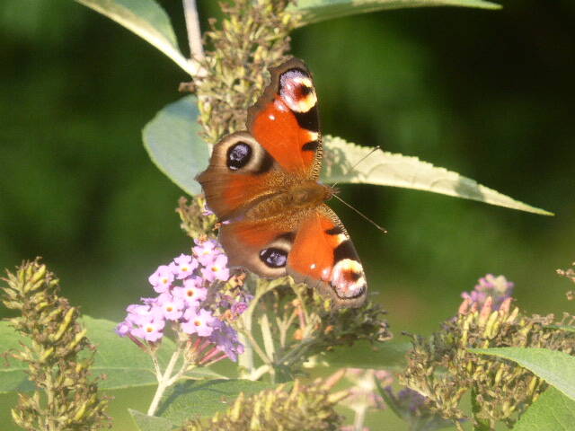 picture-160023.jpg