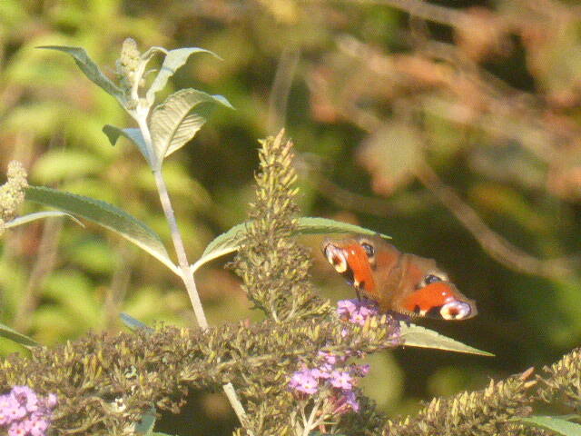 picture-160026.jpg