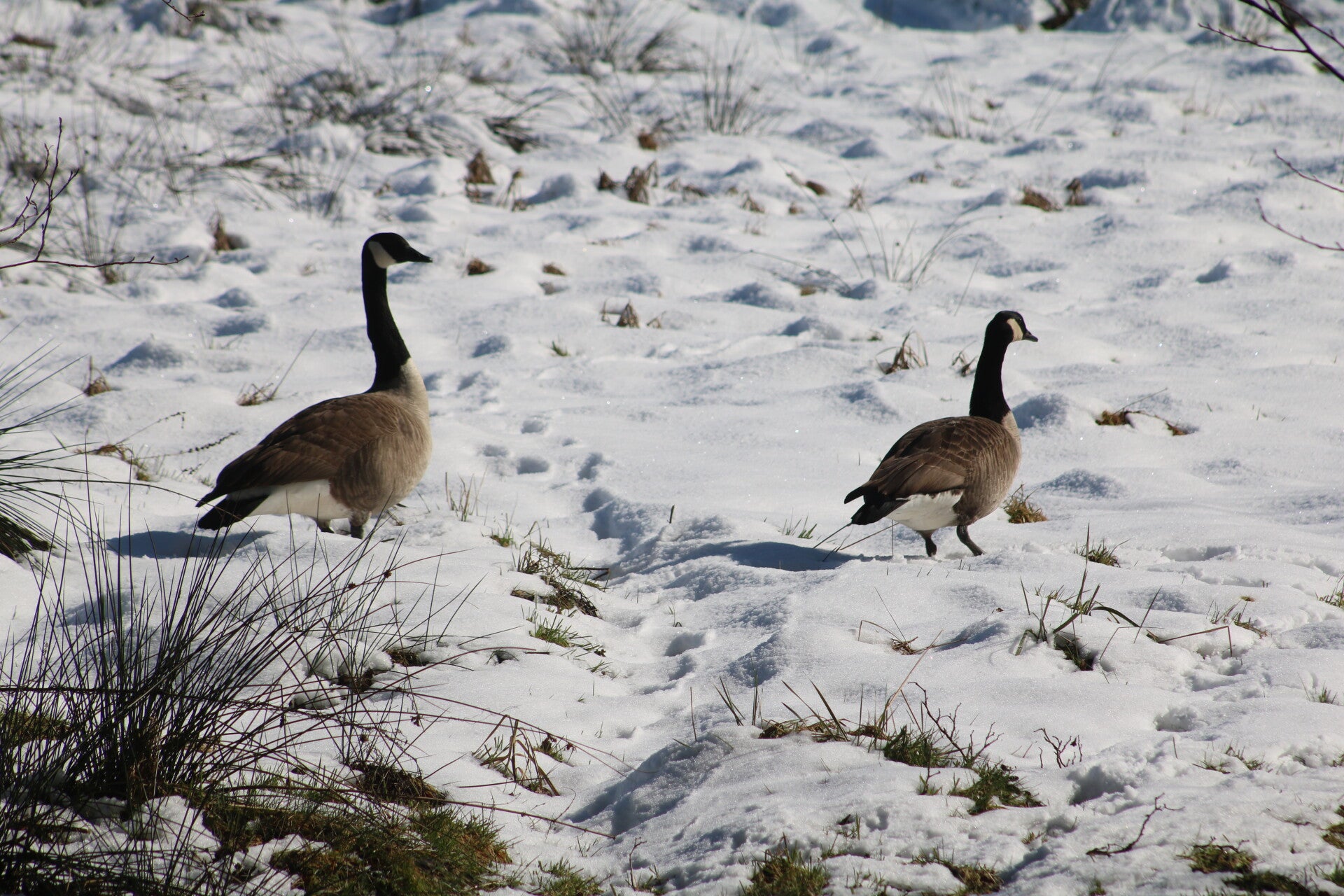 img_9889jpg.jpg