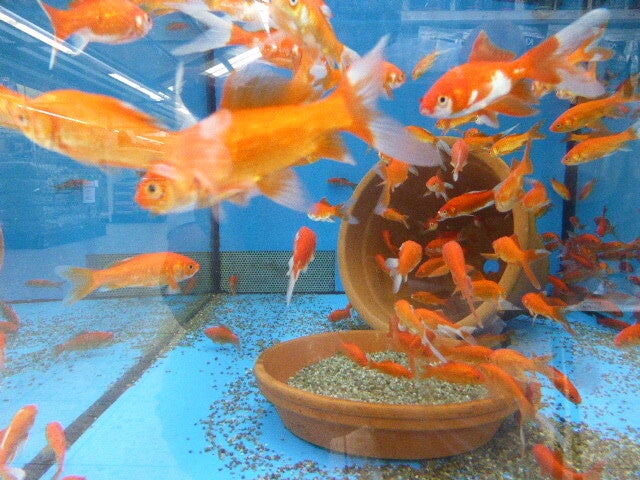 p1450207.jpg