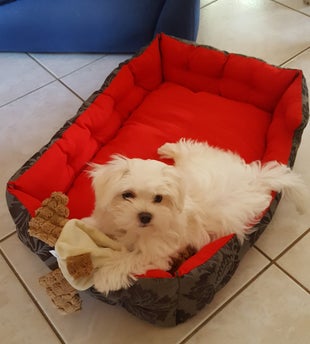 Malteserhund