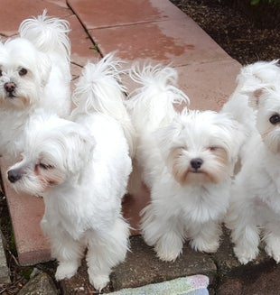 Malteser Hunde