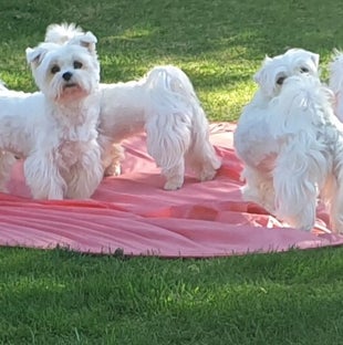 Hunde im Garten