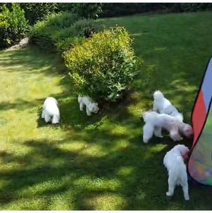 Malteser im Garten
