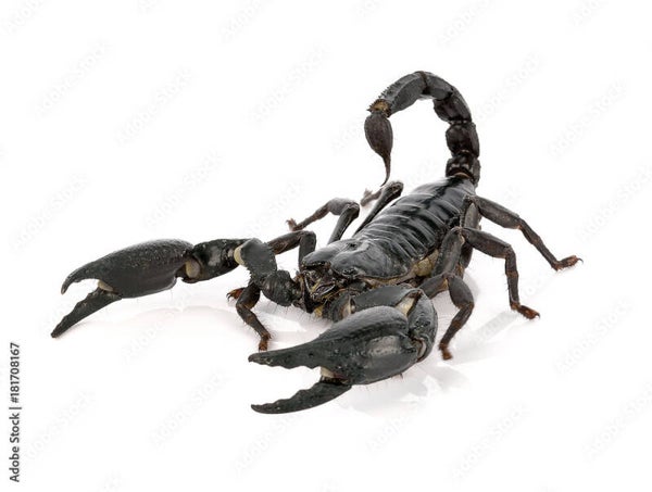 Giant Scorpion