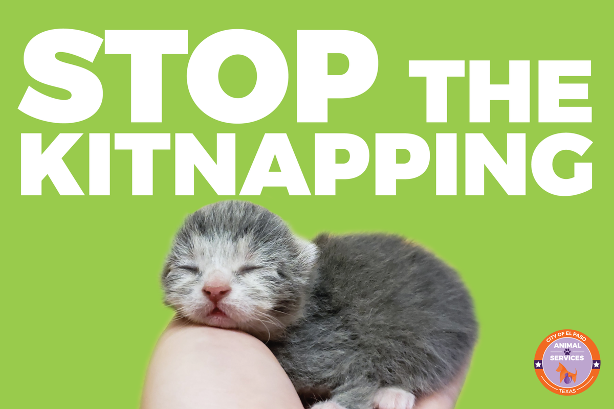 Kitten Resources / Resources | Scotland County Humane Society
