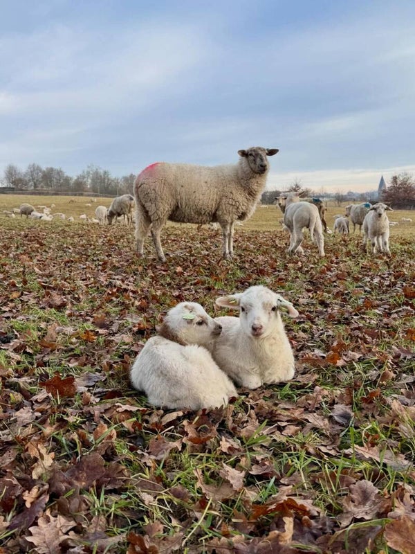 Adopteer een lammetje