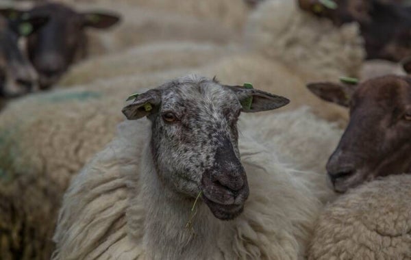 Adopteer een schaap