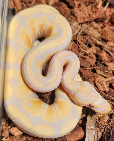 Candy Albino Male Ball Python