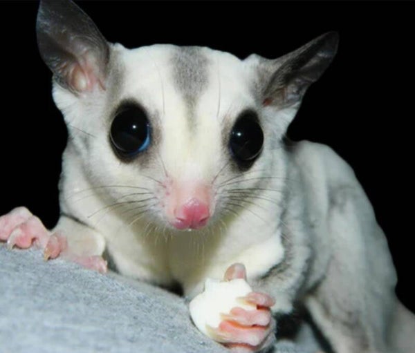 Sugar Gliders
