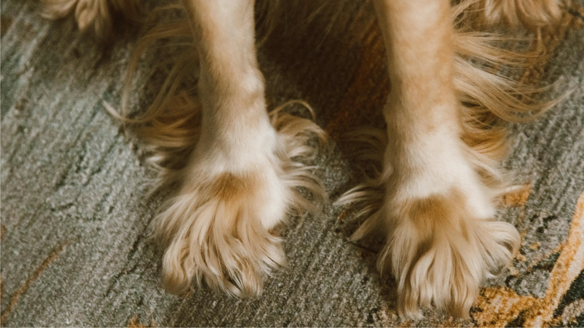 hundtassar