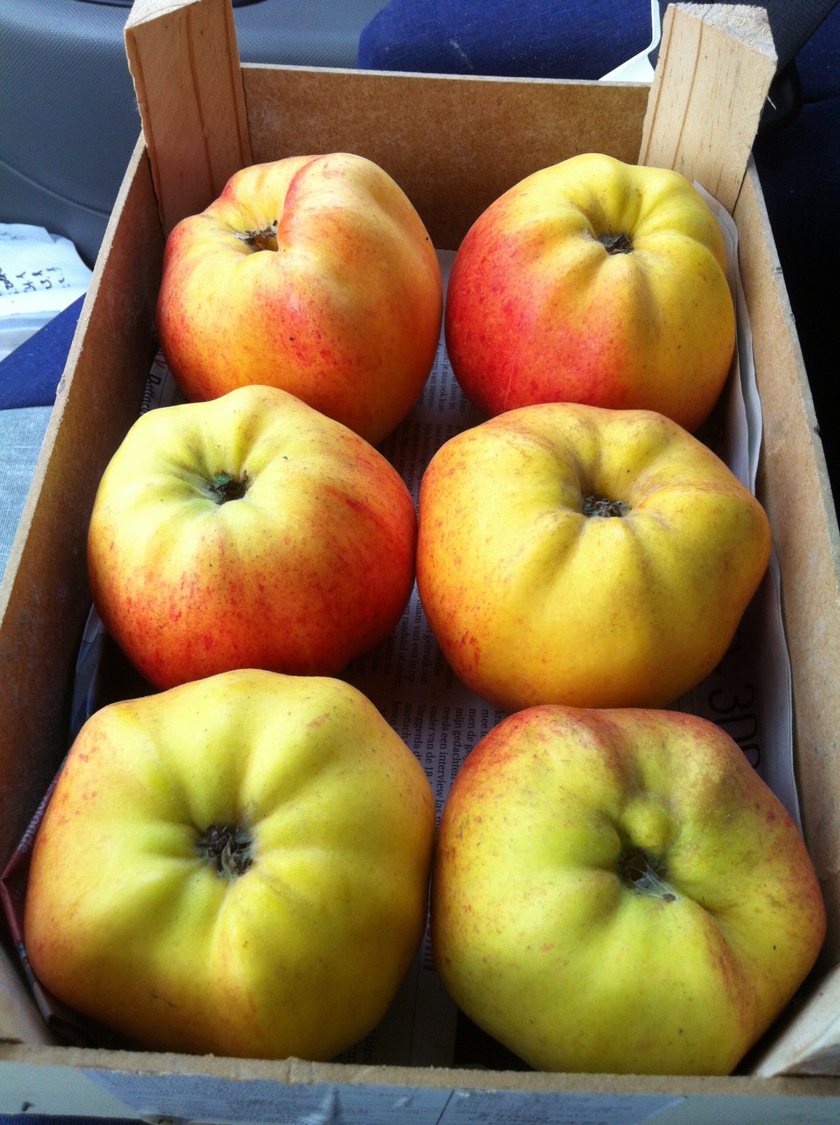 Friese appelrassen Fruit yn Fryslan