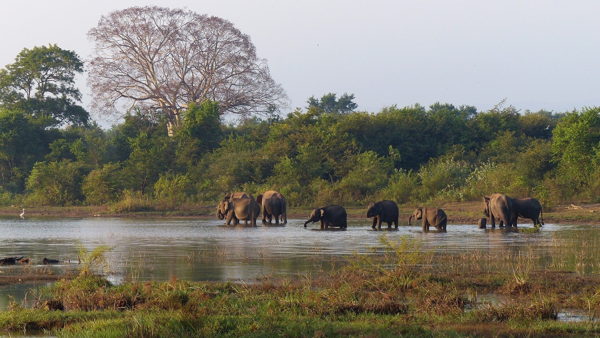 Elephants au Sri Lanka - pays d'origine d'une participante du cours de français région Lausanne