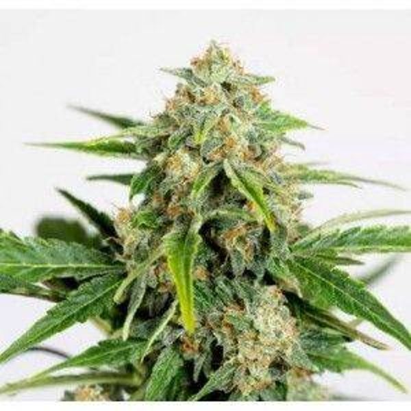 Auto-Flowering Mango OG