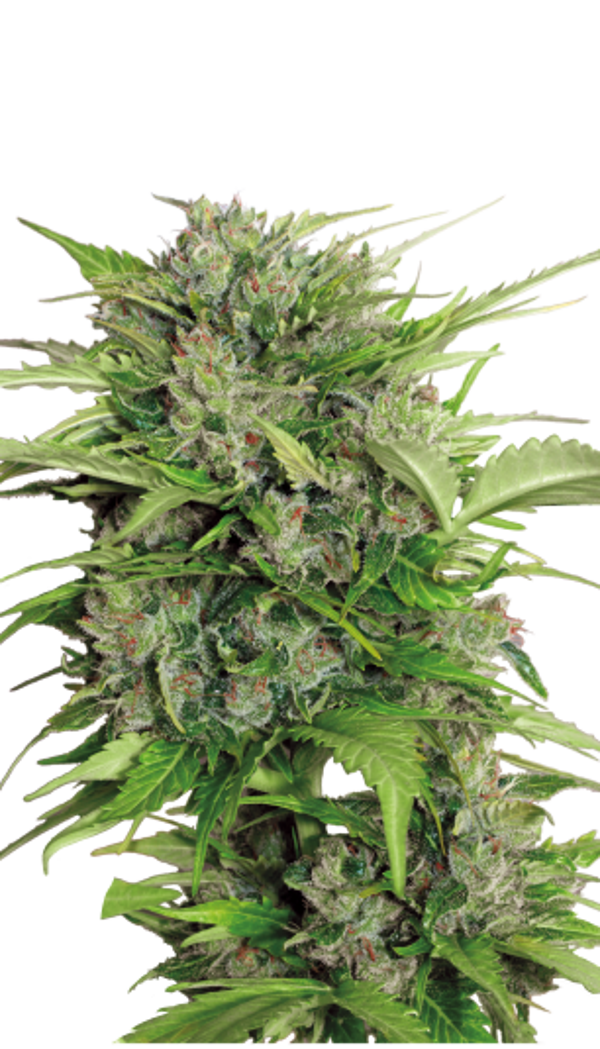 AK47 x Blueberry Auto-Flowering