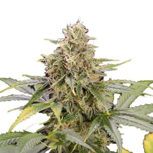 Choco Mit OG Auto-flowering