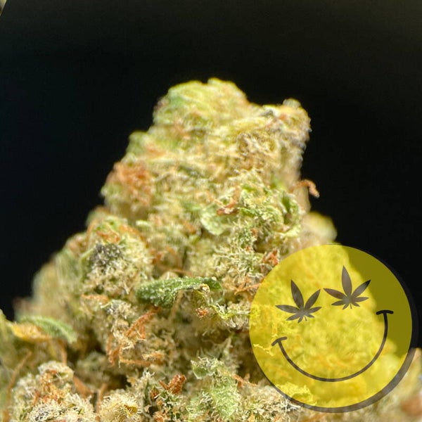 Northern Lights CBD Blüten