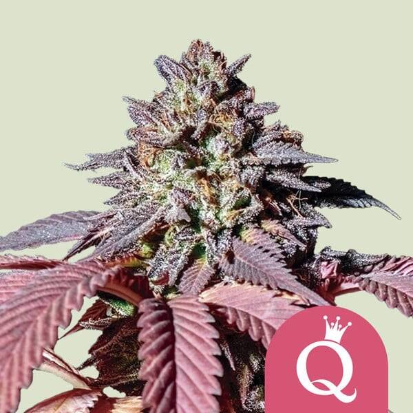 Purple Queen Hindu Kush x Purple Afghani 3 Stück