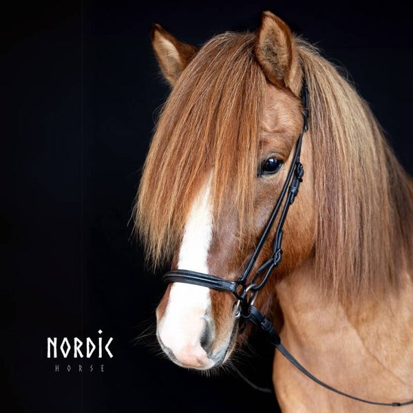 Nordic Horse Hannoveranisches Sperrhalfter schwarz mit schwarzen Schnallen