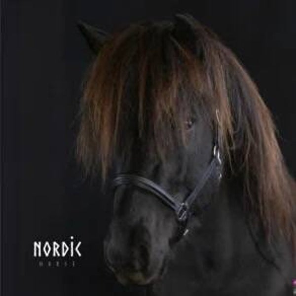 Nordic Horse Klassik Lederhalfter schwarz