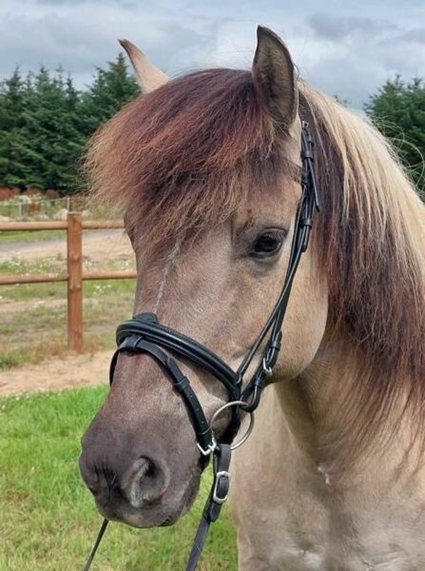 Töltsaga  komplette Trense ALICIA