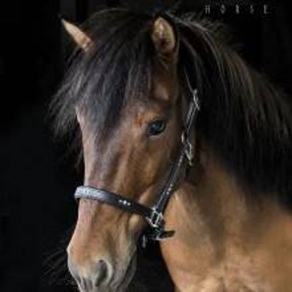 Nordic Horse Lederhalfter mit weissen Steinen