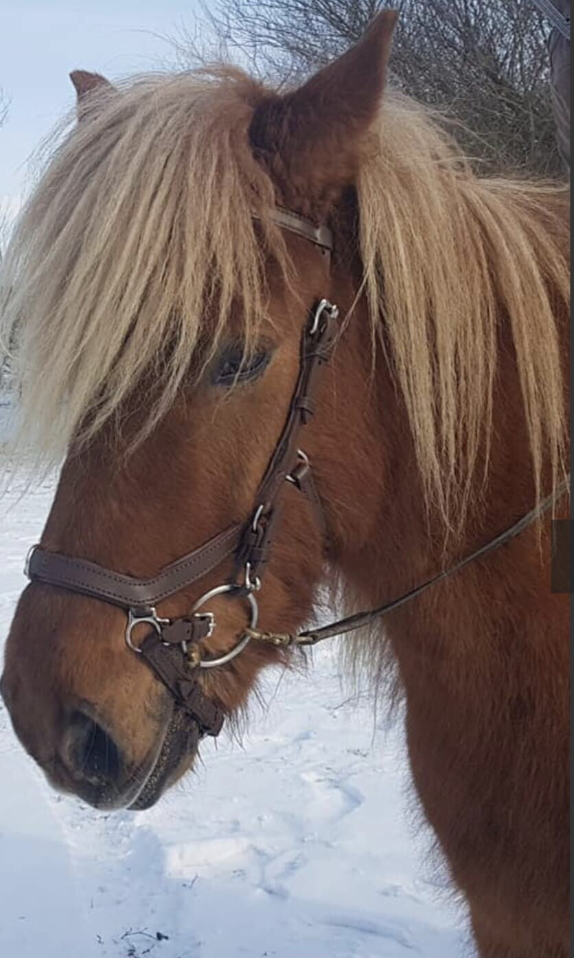 Töltsaga Ausbildungstrense