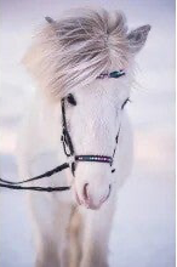 Nordic Horse Kopfstück Rainbow