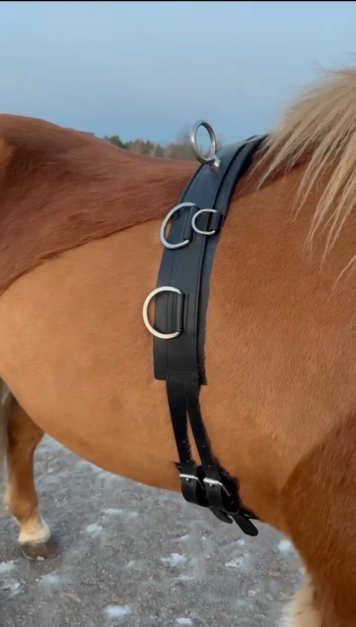 Hestagallery Longiergurt Leder