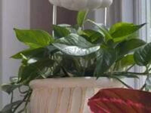 NUAGE DE PLUIE ARROSEUR DE PLANTES