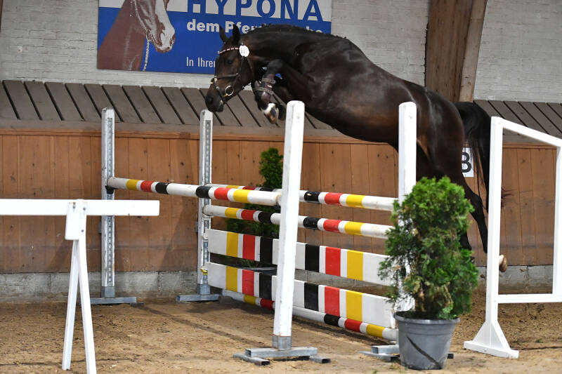 Vigo d'Arsouilles x Karondo von Schlösslihof