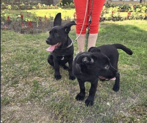 Cane Corso pup karakter ontdekken