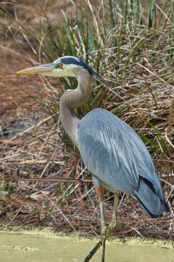 Blue Heron - Seven Lakes, NC