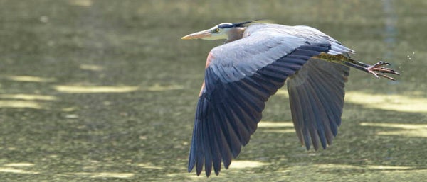 Blue Heron - Seven Lakes, NC