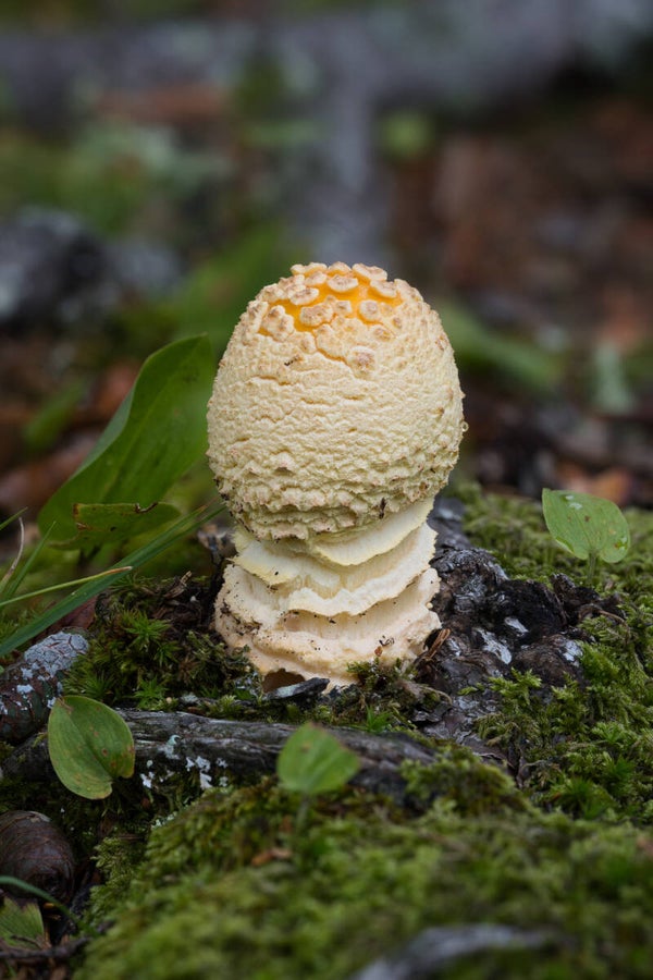 Mushroom 0238 - Mark