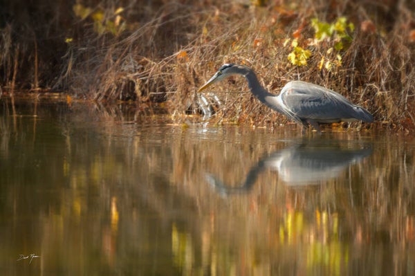 Heron - Fall Fishing