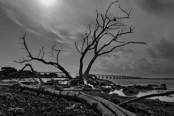 Twisted Reflections - 0951